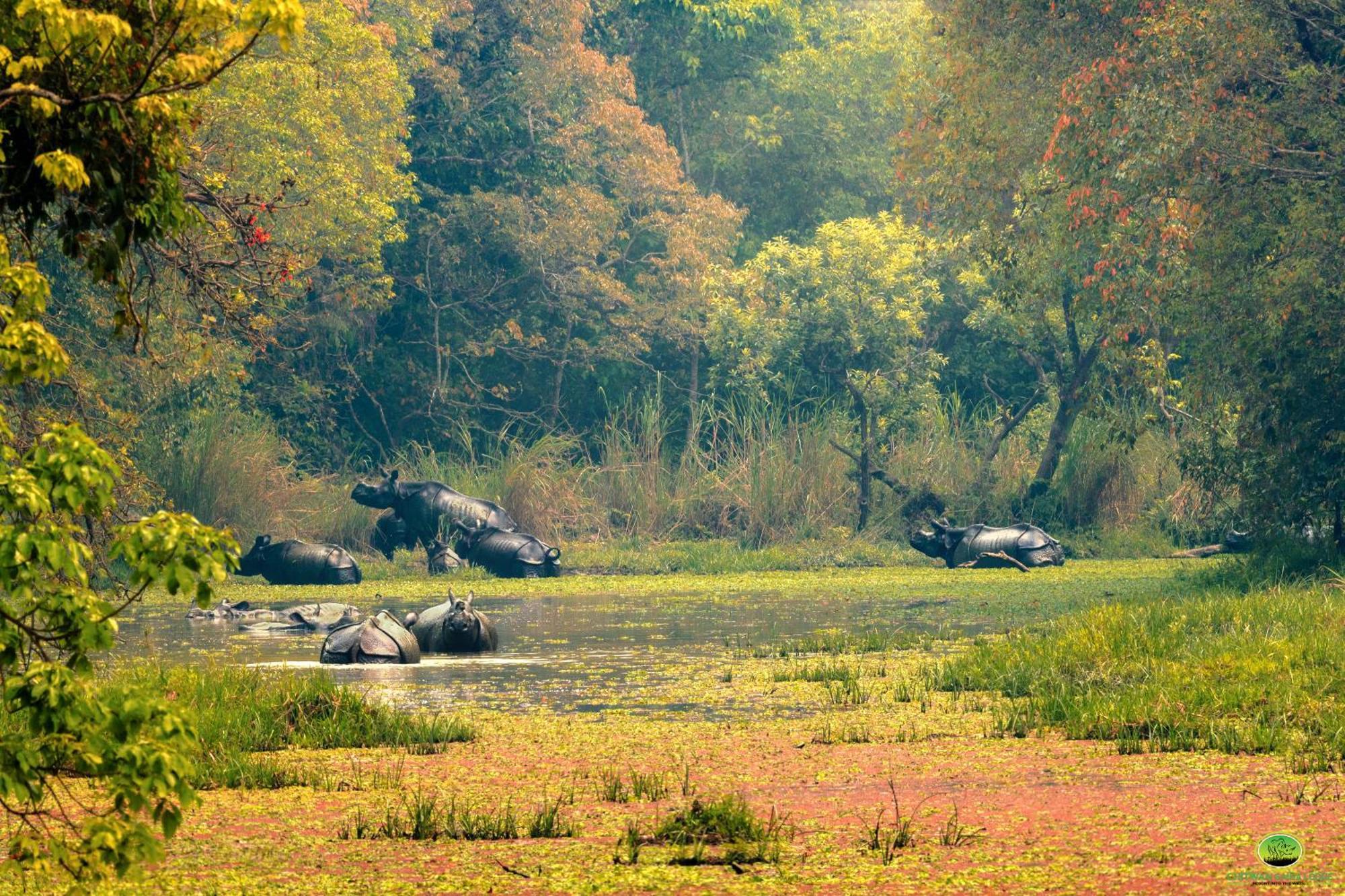 Chitwan Gaida Lodge - Animal Lovers & Birdwatchers Paradise Sauraha Luaran gambar
