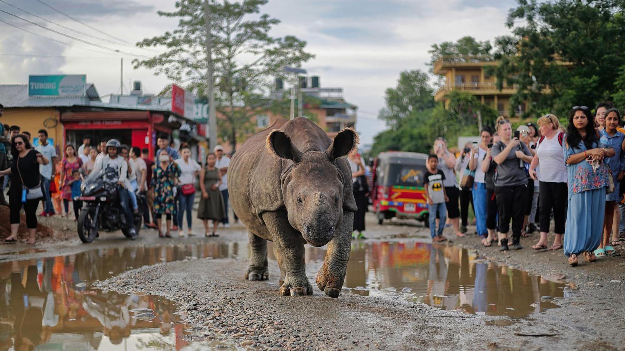 Chitwan Gaida Lodge - Animal Lovers & Birdwatchers Paradise Sauraha Luaran gambar